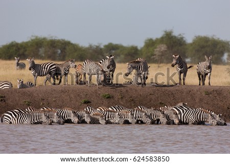 A herd of zebra drinking together during the migration, Serengeti, Tanzania Royalty-Free Stock Photo #624583850