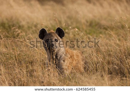 A spotted hyena hunting for prey on the Serengeti plains, Tanzania
