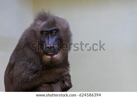 Monkey. Type unknown
