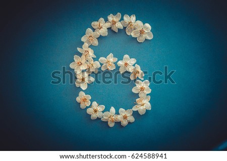 White flowers and the figure six made of tree blossoms. Spring concept. Blue background. Top view. 6 number tree white flowers. White flowers. Six number on blue background