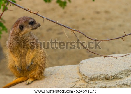 The meerkat or suricate (Suricata suricatta) is a small carnivoran belonging to the mongoose family (Herpestidae). It is the only member of the genus Suricata.