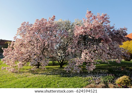 Flowering ,Magnolia (Magnolia L.) 