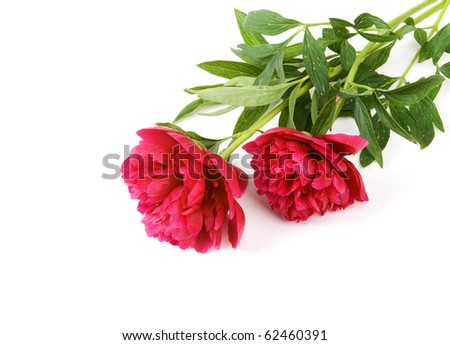 Red flowers white background