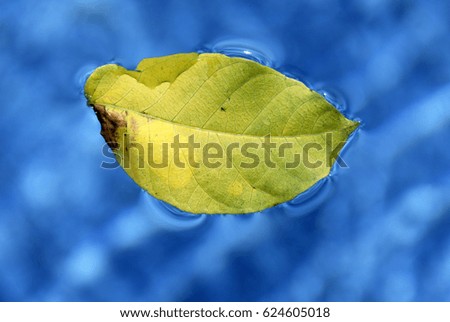 leaf on water surface - Autumn mood