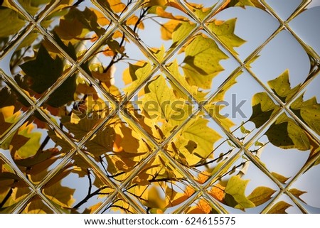 leaves in autumn through window panes