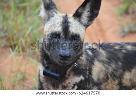 African Wild Dog, close-up of a collared dog.