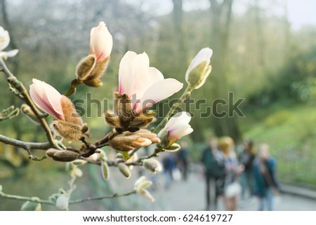 Blooming white magnolia flower close-up in botanical garden with people, nature background, selective shallow focus, magnolia blossom