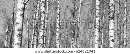  The trunks of birch trees. Black and white panorama with birches in retro style.