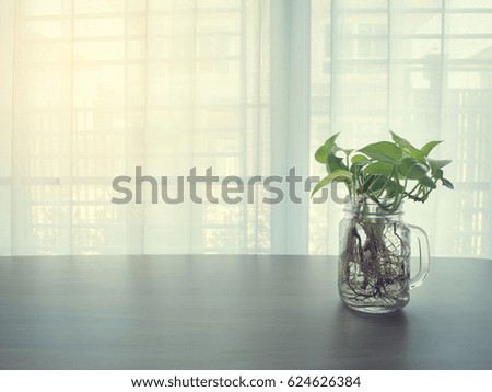 wood table with green betel leaf  glass vase on  blurry beautiful white drape window texture background.