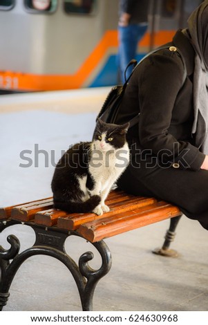 Black and white cat sits on a wooden bench