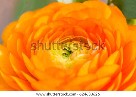 close up of open orange persian buttercup in nature background. side view.
