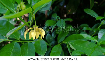 Yellow magnolia, ylang ylang flowwerers 