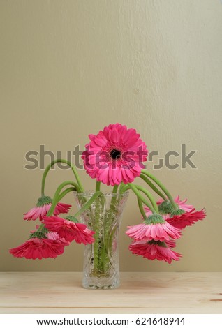 One fresh red gerbera flower among a withered gerbera. Concept of true love.  