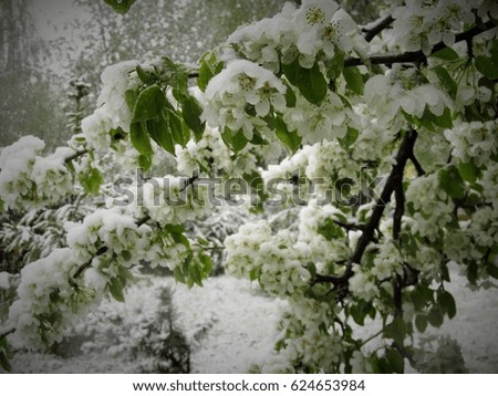 Flowering pears filled with snow