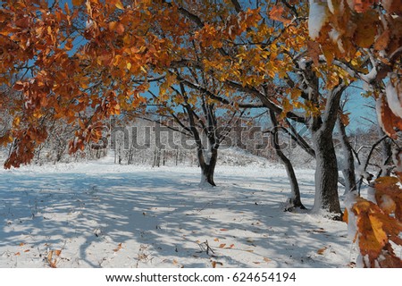 First snow. Autumn. Leaves in the snow. Russia.
