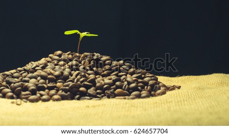 coffee beans and green sprout