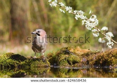 eurasian jay wallpaper, springtime and eurasian jay, flower, drinkers hide, birdphotography in spring