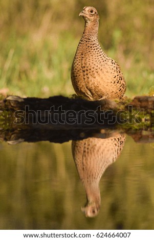 pheasant hen and water