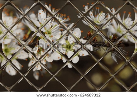 fruits blossom, spring through window panes