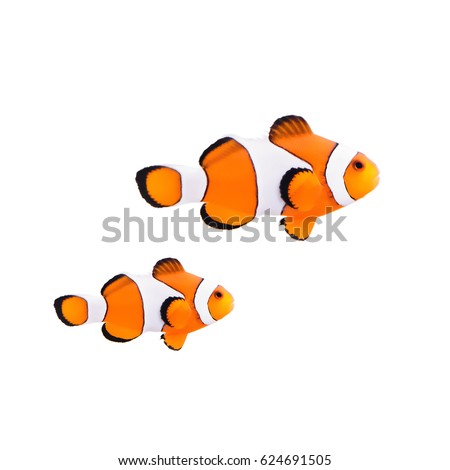Clown fish or anemone fish isolated on a white background. Royalty-Free Stock Photo #624691505