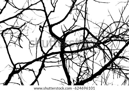 Tree branches abstract background