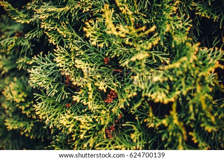 retro close up conifer tree defocused background