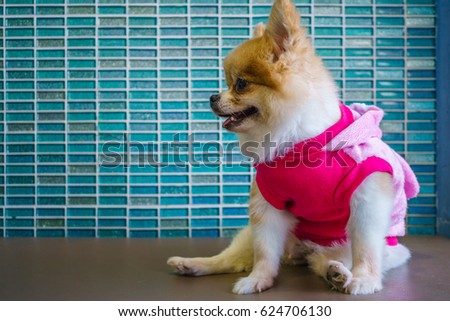 Pomeranian dog in pink coat clothes sitting on the bench with green mosaic wall background.