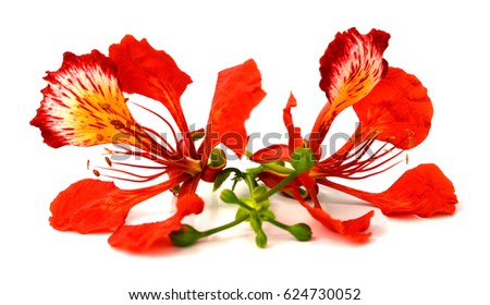 Peacock flowers, Delonix regia, isolated on white background for decoration