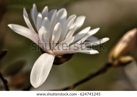 white blooming magnolia flower in spring garden in Poland