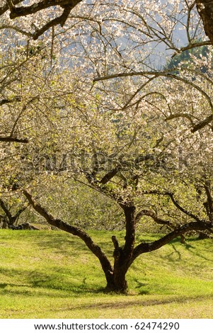 Nature background of garden of plum blossom trees.