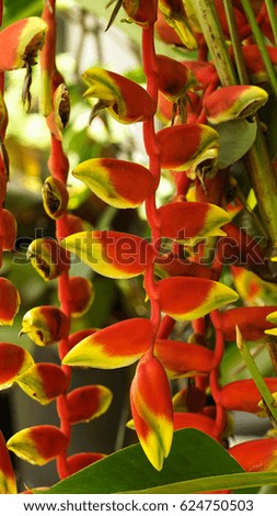 Red and Yellow Heliconia, derived from the Greek word helikonios, is a genus of flowering plants in the Heliconiaceae