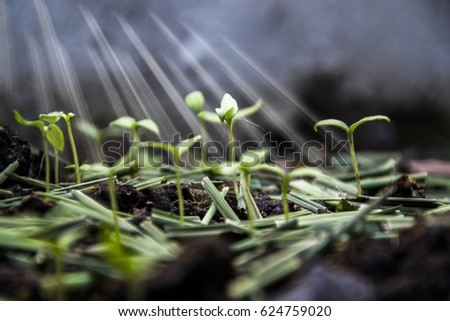 Plant seedlings,Green sprout growing from seed Royalty-Free Stock Photo #624759020