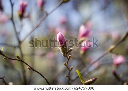 Beautiful violet magnolia flower on tree  background wallpaper