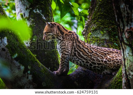 Oncilla. Wild cat on a tree. Wild cats. Ecuador.