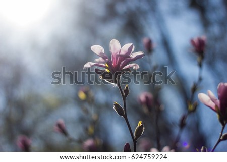 Beautiful violet magnolia flower on tree  background wallpaper