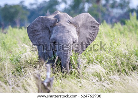 Eating Elephant in front of the camera in the Okavango delta, Botswana.