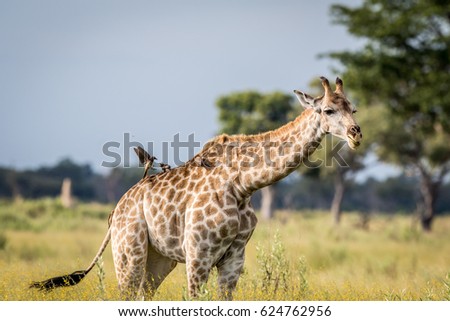Giraffe in the grass in the Okavango delta, Botswana.