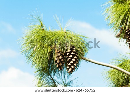 Pine cone on tree. Nature background. Landscape