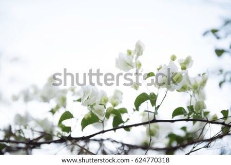 White Flowers with Light Colored Sky in Background