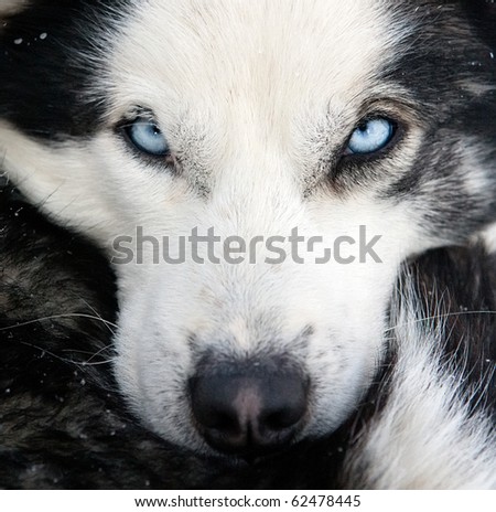 husky dog concept closeup portrait with focus on blue eyes