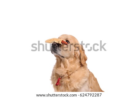 Funny golden labrador retriever dog looking on the hotdog.Studio shot. Portrait of a cute pet.