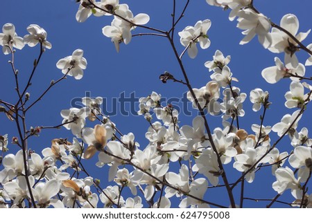 Beautiful white flowers on magnolia tree summer city park background sky frame banner