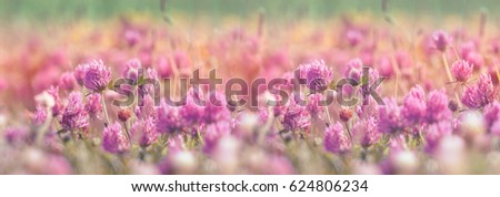 Selective focus on flowering clover, beautiful red clover in meadow (beautiful nature in spring)