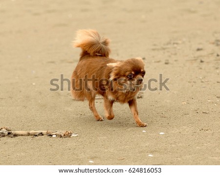 Portrait of cute chihuahua dog in outdoors on the beach.