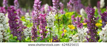 Panoramic picture of beautiful spring flowers. Close-up natural spring background - Corydalis solida (fumewort) flowers in nature. Selective focus, bokeh.