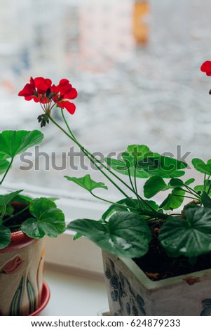 Red geraniums in a grey pot is on the windowsill on the background of a winter window