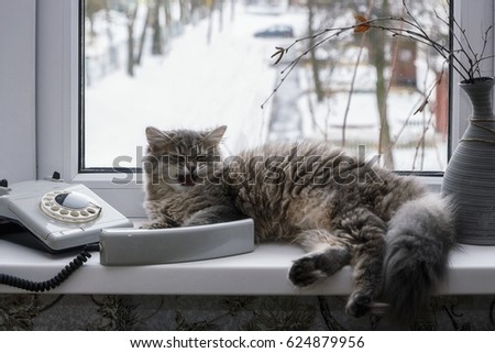 Funny gray kitten and phone on the windowsill