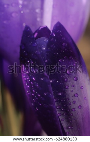 First spring flowers covered with dew close up. Purple crocuses growing in the mountains. Macro image with small depth of field.