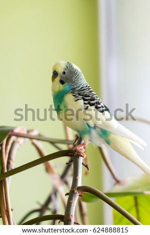 Small, beautiful wavy parrot, sitting on a vine from a flower
