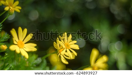 Euryops Chrysanthemoides with green background.